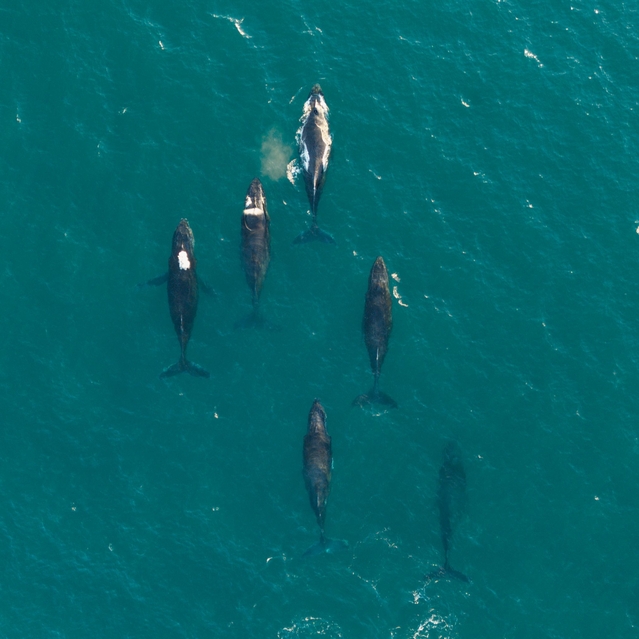 A pod of whales photographed with a drone, with two whales out of the water and four whales below the surface.